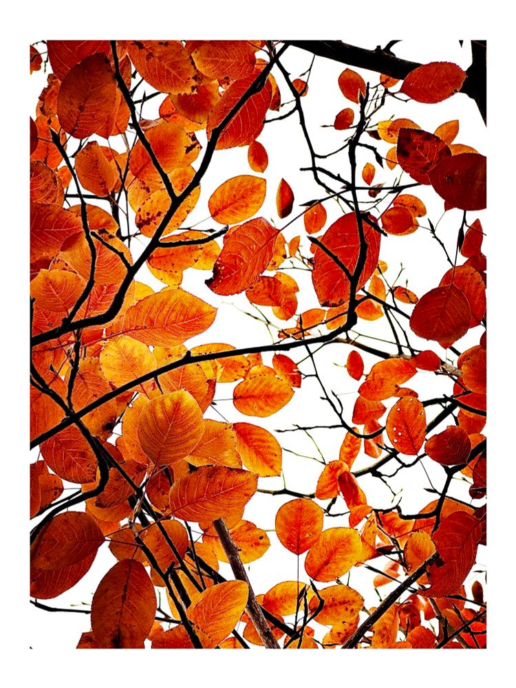 Red-orange leaves against a white sky