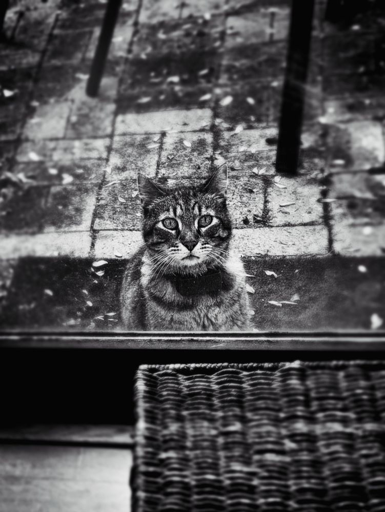 A sad-looking car sits and waits outside a patio window.