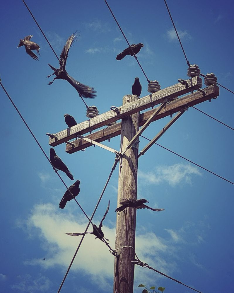 Blackbirds swarm around a telephone pole