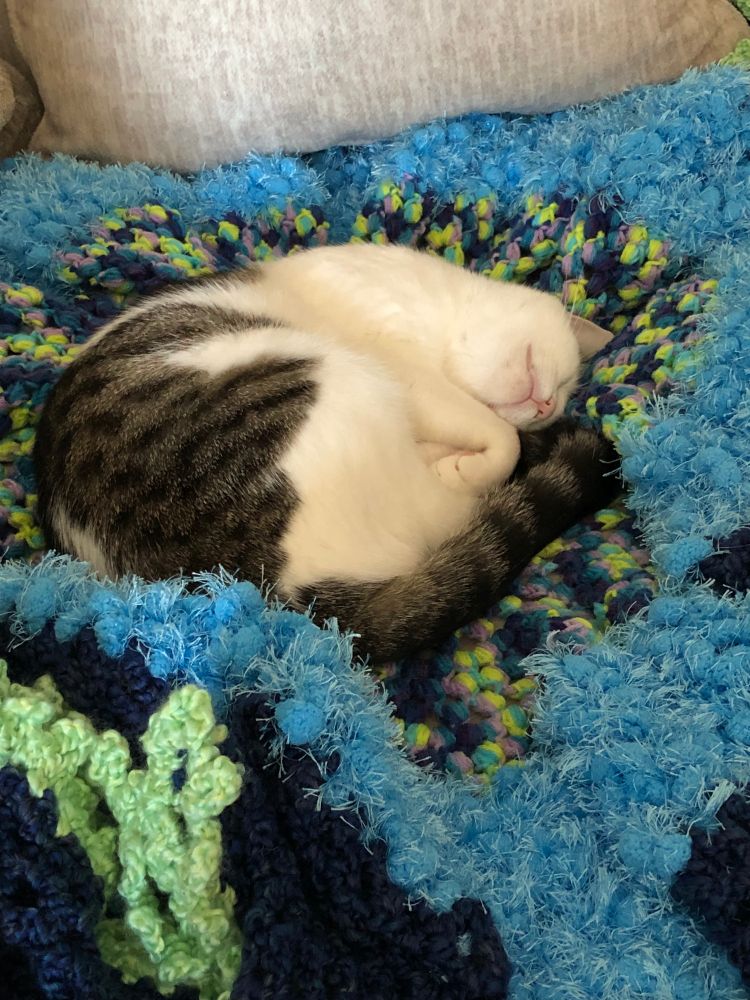 My white and tabby cat Journey snoozing on a fluffy afghan.