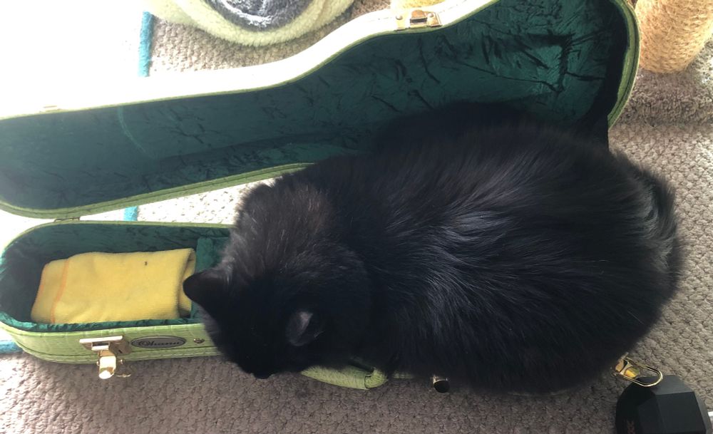 My giant cat sleeping in my concert ukulele case, for some reason.