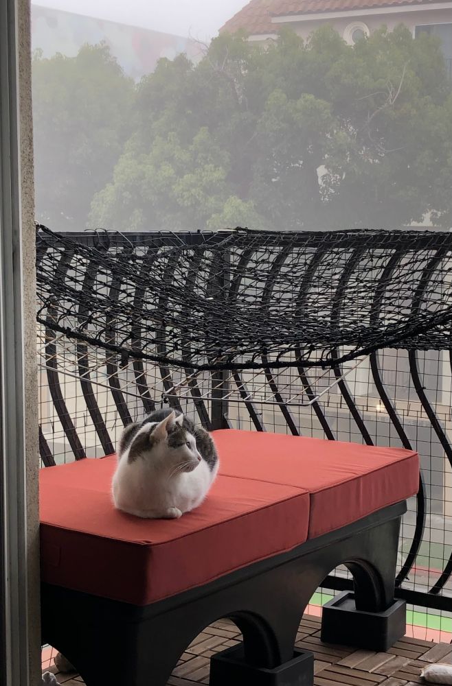 My white and tabby cat Journey sitting outside on my enclosed balcony catio, enjoying a foggy Sunday morning.