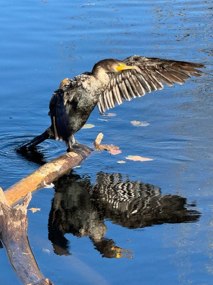 A large black and gray water bird spreads its wings and is reflected off the blue water. 