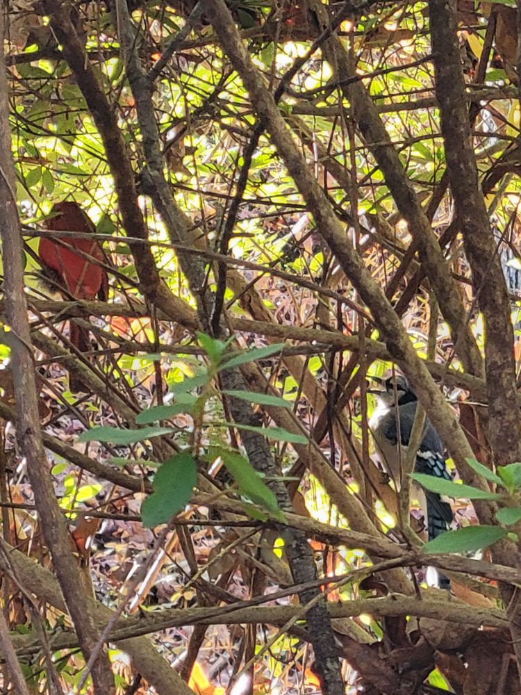 Red, male cardinal and blue jay in a bush together