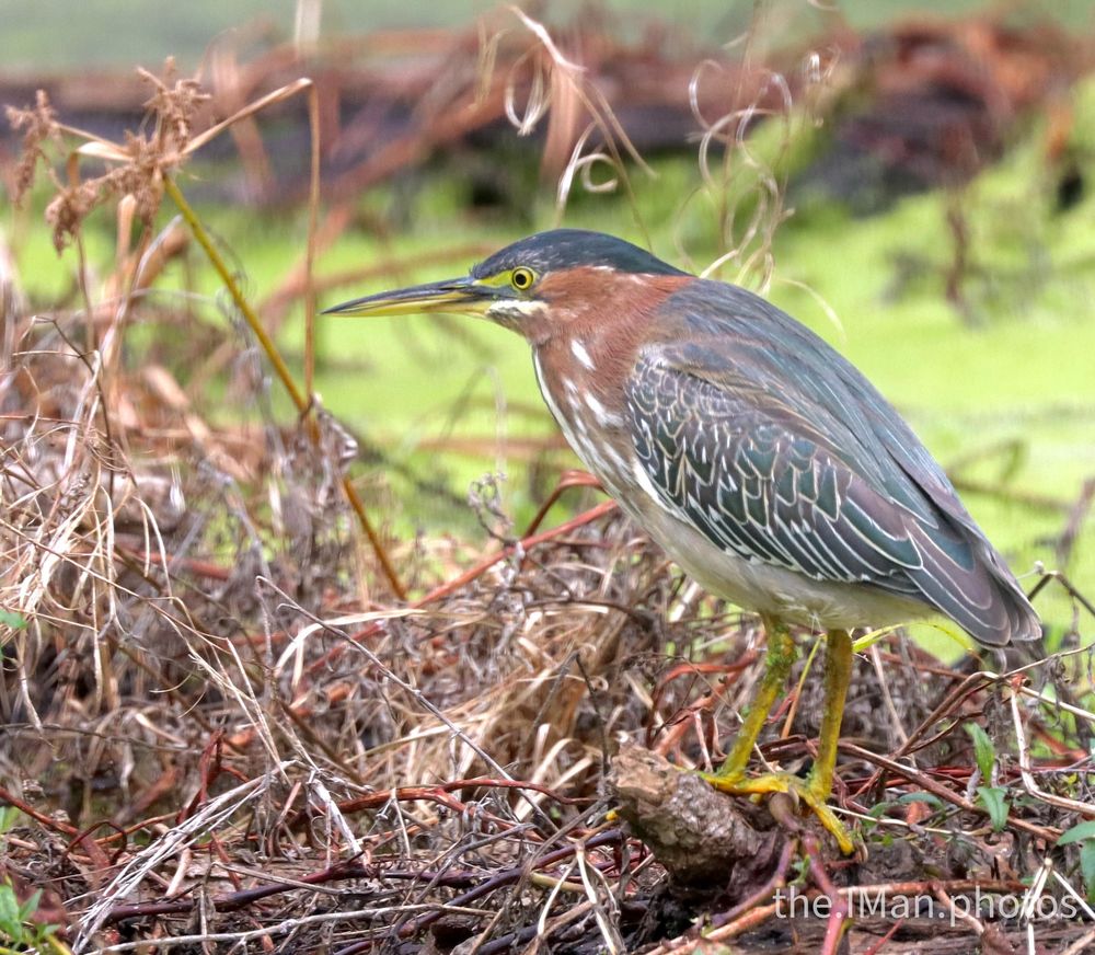 Along the messy, brown shoreline of a green pond, stands a heron perfectly still. S/he is in profile with iridescent green wings and cap, and a rich, brown neck streaking down onto the chest.  Yellow legs are planted on the dead brown twigs and branches.  