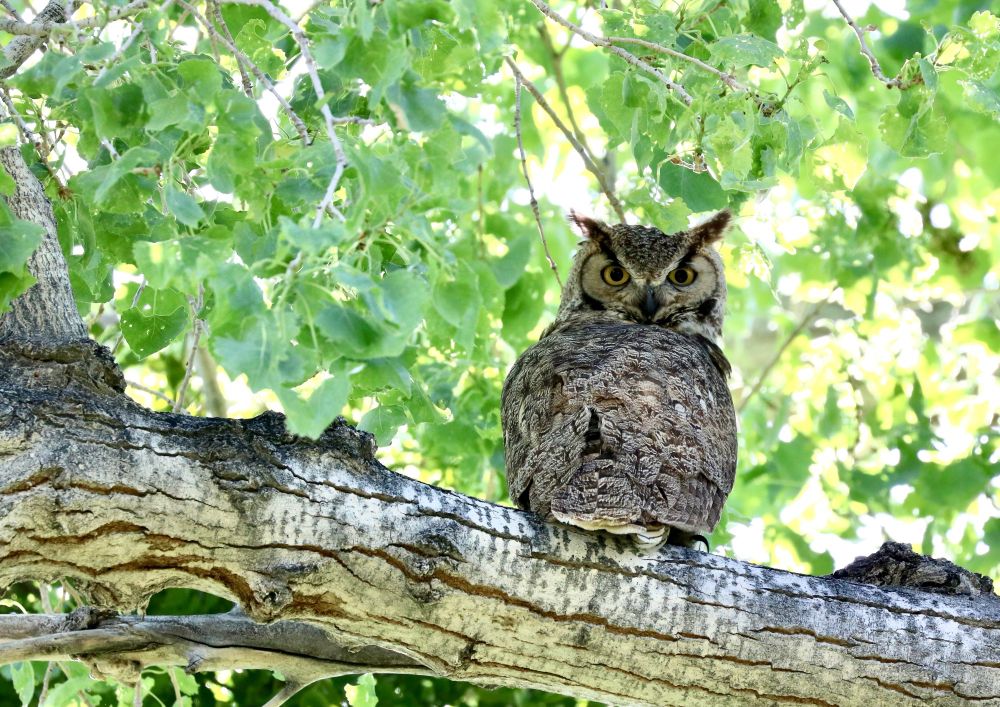 Facing camera, a young great horned owl is perched on a large horizontal branch.  The scene is backlit through a thick wall of green leaves.  
