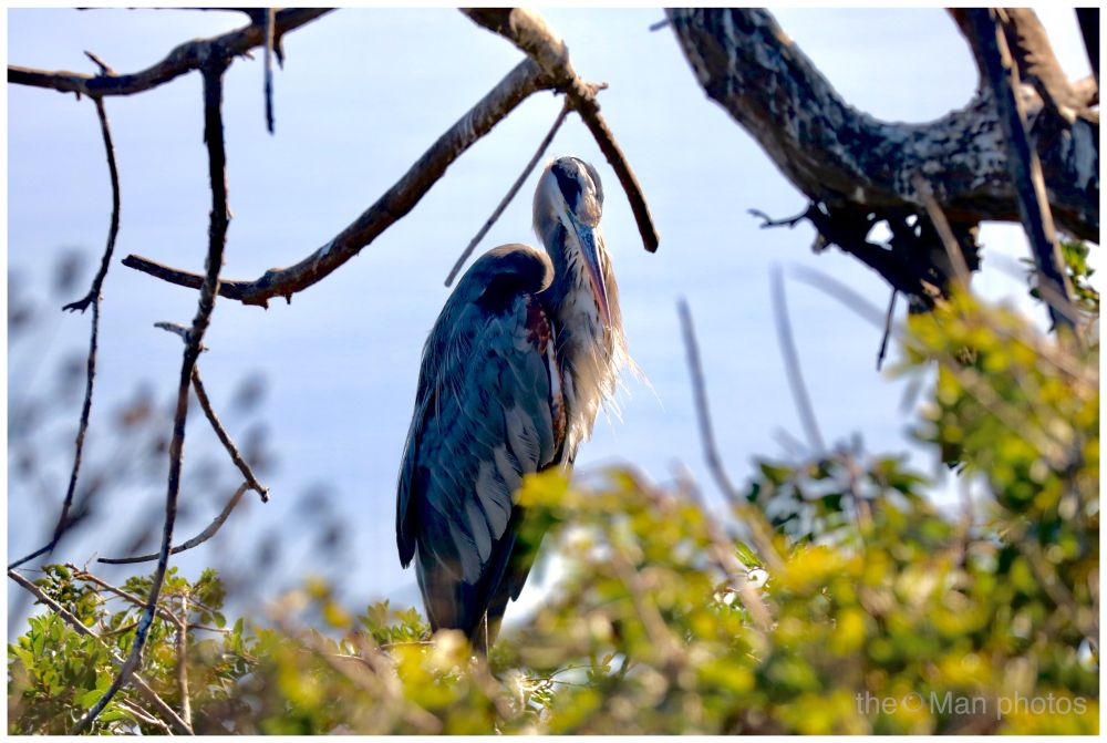 Large gray and black and blue heron stands in a tree.  S/he is standing in profile but looking down at her body as she preens herself.  Backlit with some sunny feathers along the chest.  An upside down V made by two branches perfectly frames the head. 