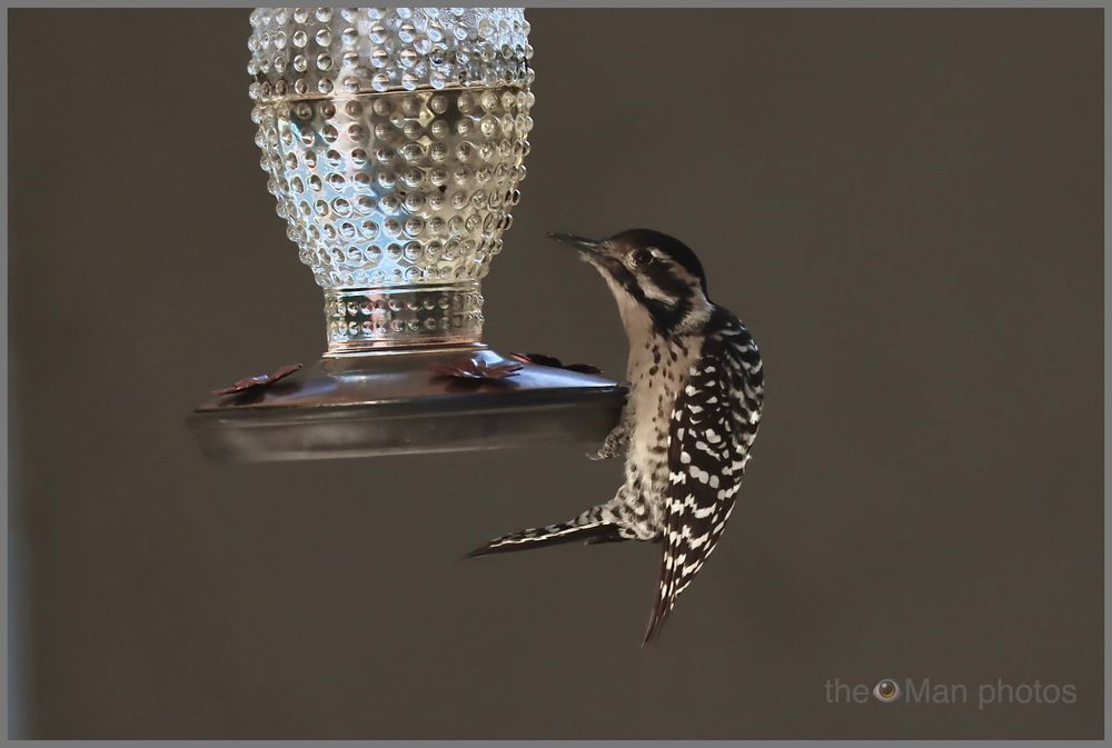 A hummingbird feeder is suspended from the top of the frame, with a black and white-striped woodpecker hanging precariously from the right edge of the feeder.  Her tail is curled forward under her butt...looking for stability but finding none.  A plain brown background serves as the canvas for the photo--making it look like it was shot in a studio.  