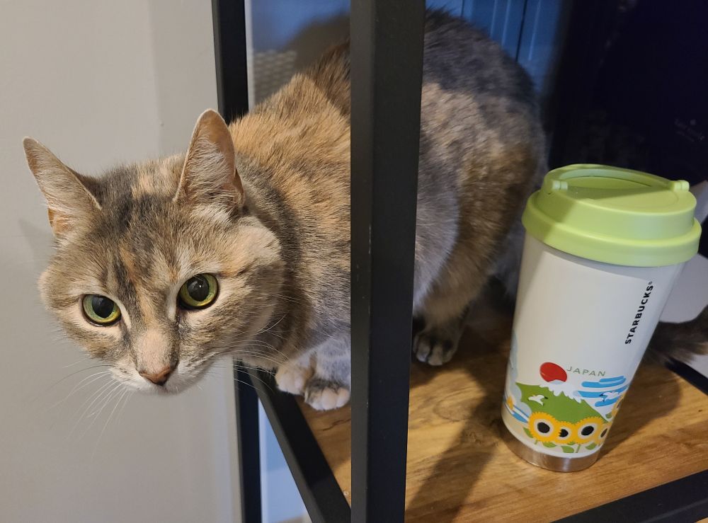 A photograph of my cat, Lovey, sitting on a shelf looking super cute. Taken in 2022.