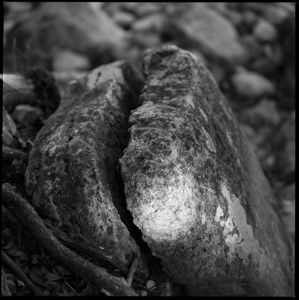Close-up black and white photograph of a textured rock with natural grooves, taken on a Hasselblad 500CM film camera at Barton Springs Greenbelt. The composition highlights the intricate surface details and interplay of light and shadow, surrounded by small branches and rocks in the background.
