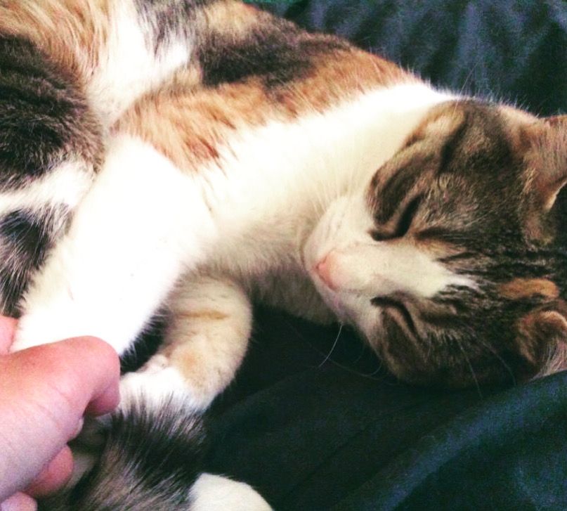 Calico cat resting on side as a human hand holds one paw 