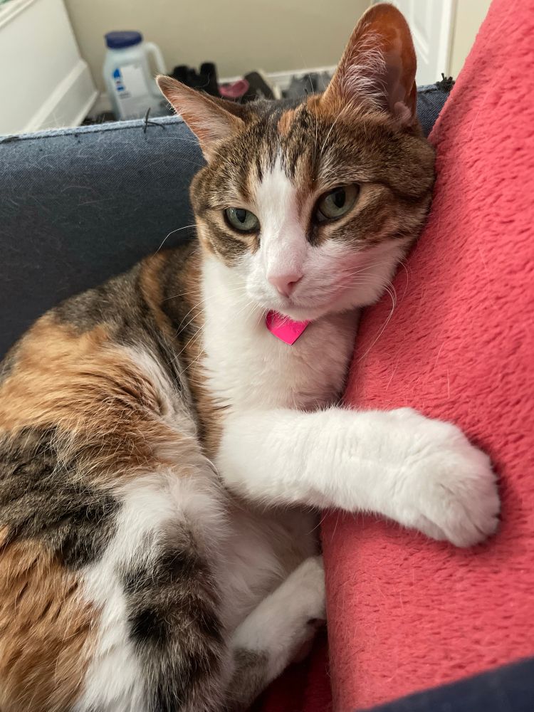 Calico cat snuggling a red fuzzy blanket