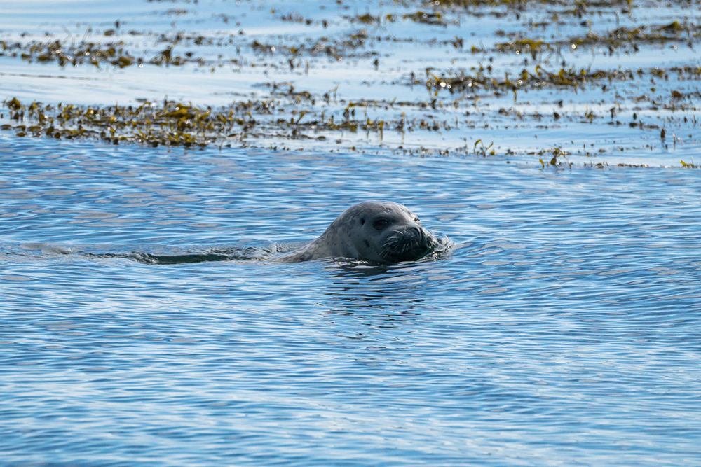 A harbor seal swimming in the waters near Yaquina Lighthouse. Yaquina Head Outstanding Natural Area, OR. July 29, 2023. Sony A7 + Sigma 100-400mm f/5-6.3.