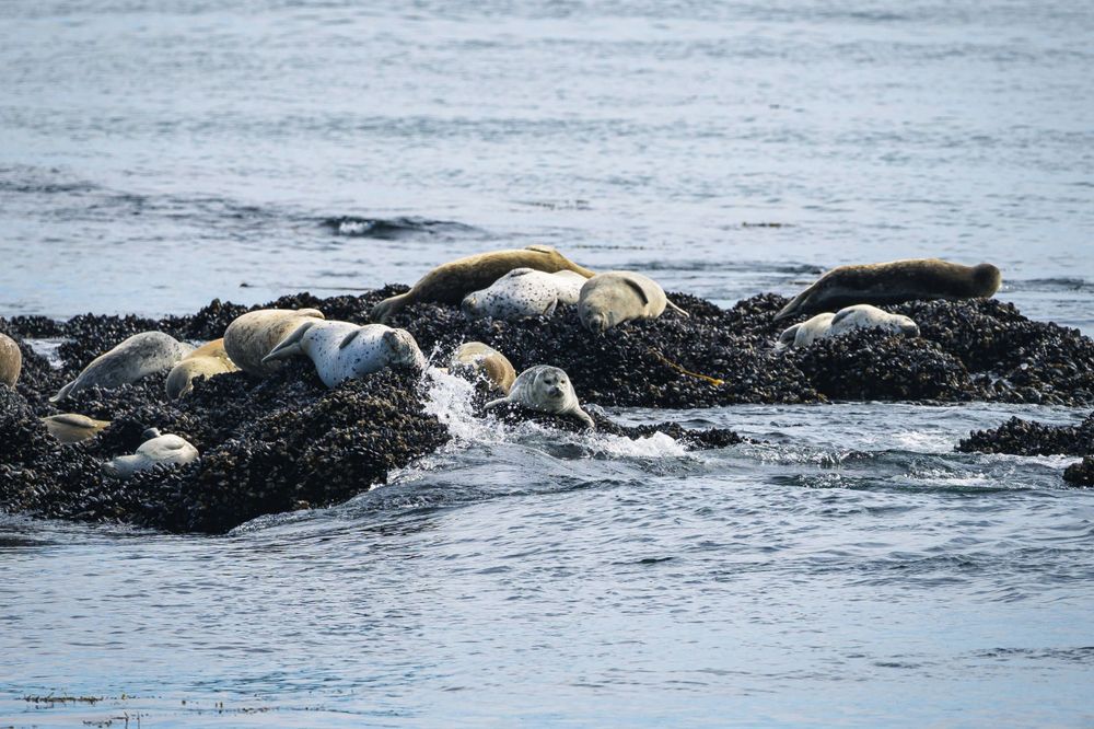 Harbor seals resting on the rocks near Yaquina Lighthouse. Yaquina Head Outstanding Natural Area, OR. July 29, 2023. Sony A7 + Sigma 100-400mm f/5-6.3.