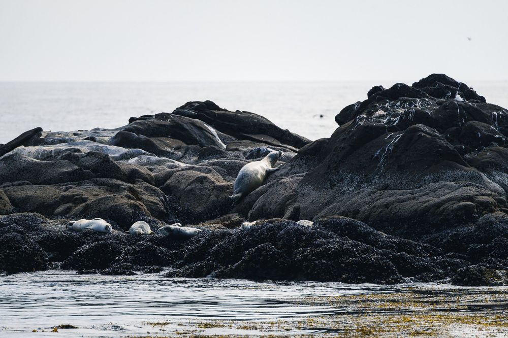 Harbor seals resting on the rocks near Yaquina Lighthouse. Yaquina Head Outstanding Natural Area, OR. July 29, 2023. Sony A7 + Sigma 100-400mm f/5-6.3.