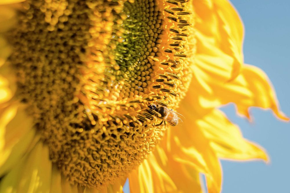 Photo of a bee gathering pollen on a sunflower in the orchards at the Grateful Vineyards. Mt Hood, Oregon. September 17, 2025. Sony A7IV + Helios 44-2 58mm f/2.
