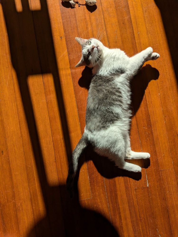 A grey and white kitty lounges on a sunshiney wood floor, next to a geometric shadow