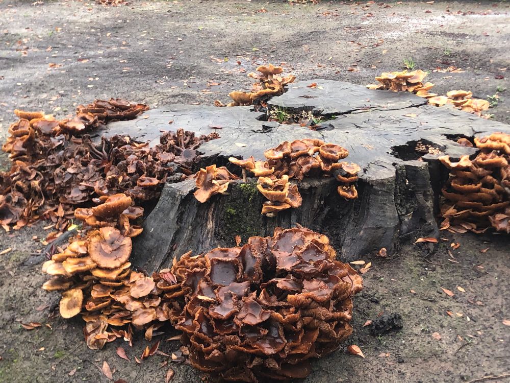 An abundance of honey mushrooms on a tree stump doing their thing :)