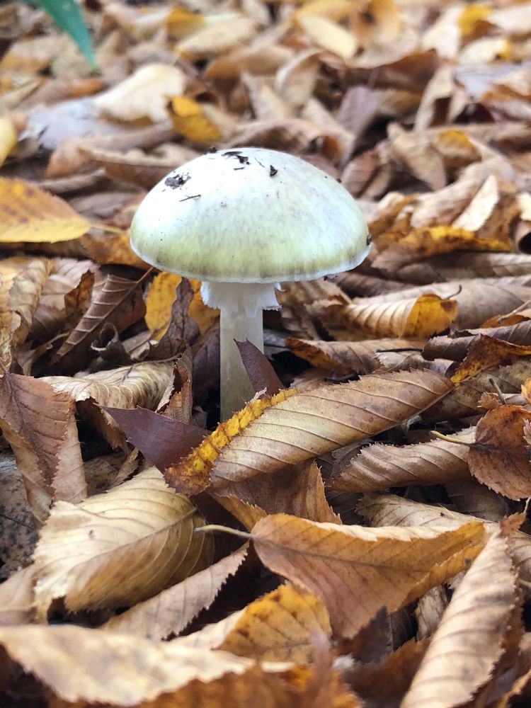 Amanita phalloides commonly known as the death cap