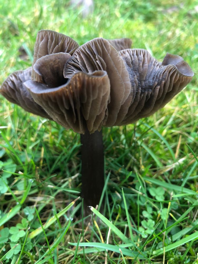 Picture of brown mushroom with wavy cap and lighter brown gills 