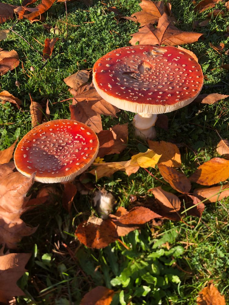 Amanita muscaria at sunset 