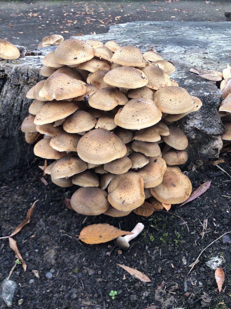 Closer view of honey mushrooms 