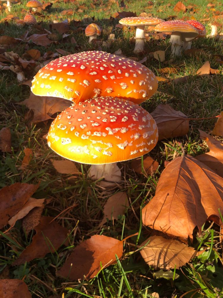 Amanita muscaria at sunset 