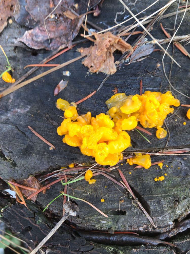 Jelly fungus 
