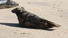 Large Seal,dark in colour with lighter brown speckles on top of head and back,head erect and watchful. Another Seal in background,closer to the sea .