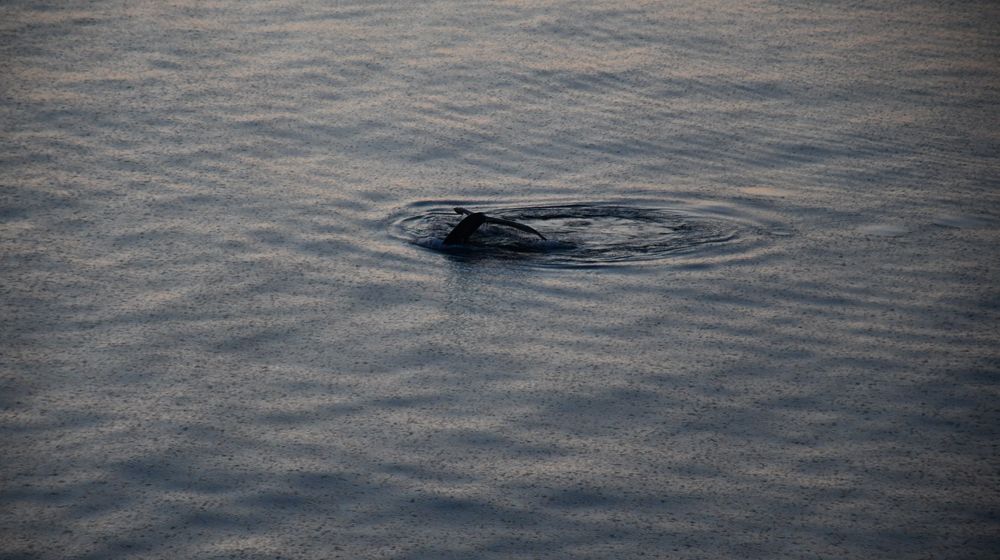 Tail of humpback whale .The Humpback whale is preparing to dive 