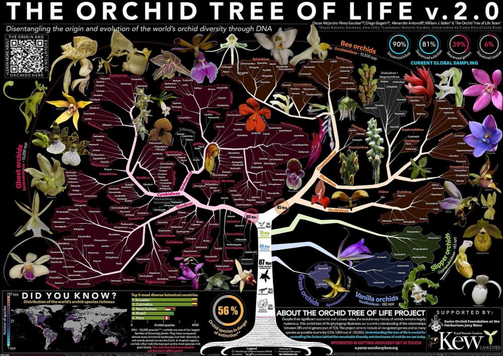 Disentangling the origin and evolution of the world's orchid diversity through DNA. Poster for The Orchid Tree of Life v.2.0 by the Orchid Tree of Life project at Kew Gardens.