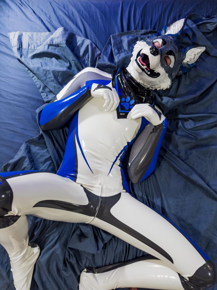 A rubber blue and grey and slate rubber fox posing back flat to the bed in a way he is clearly showing off 
