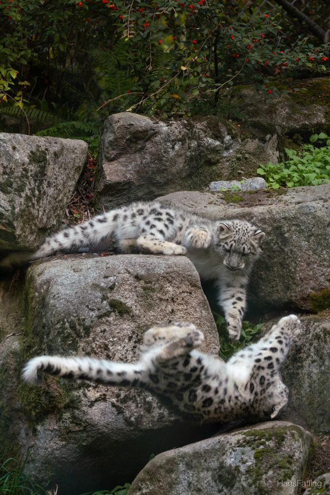 Long live the king. Snow leopard watching his sibling who was just biting his ear falling upside down