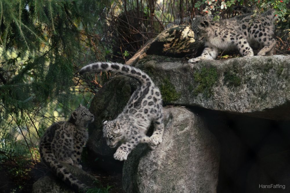 Snow leopard spins