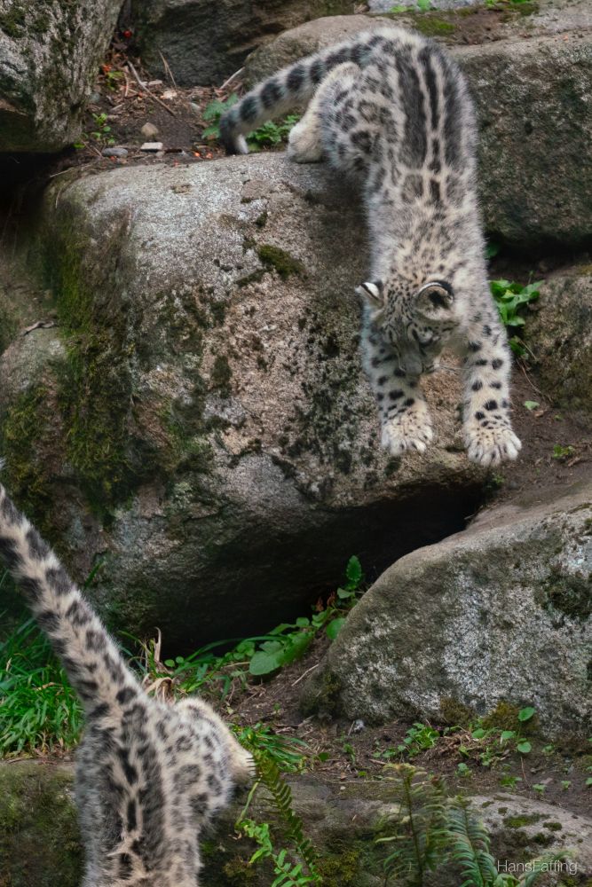 A snow leopard Pounces