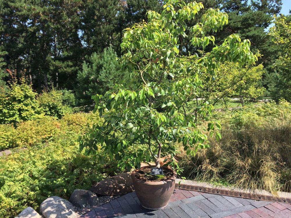 Camphor tree at Como Conservatory in Minnesota, grown from seeds of a tree that survived the bombing of Nagasaki.