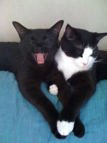 Black cat yawning next to tuxedo cat