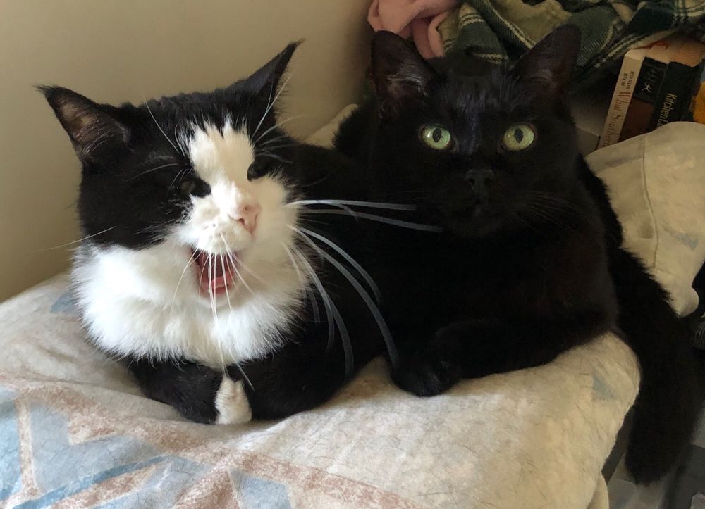 Tuxedo cat yawning next to black cat