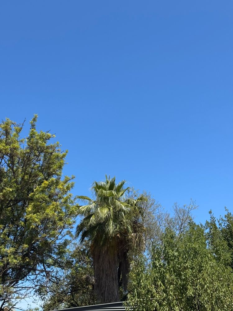 Brilliant blue sky with tall trees in a neighbourhood yard. 