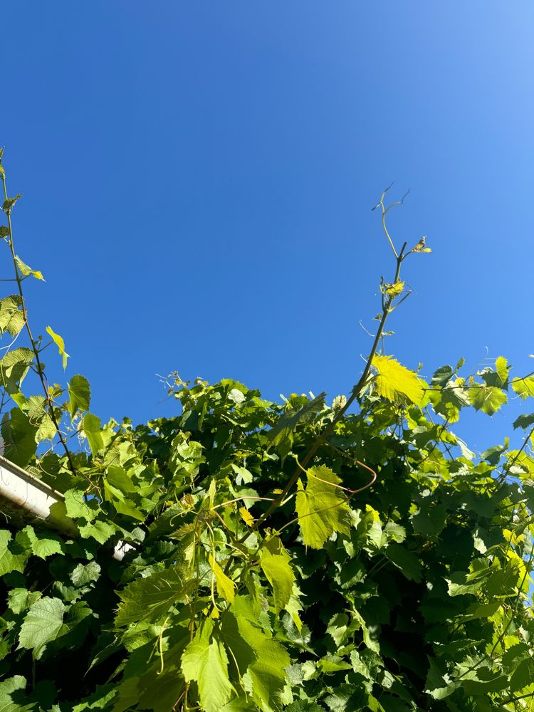 Ornamental vine drapes and shades the back of the house under a brilliant blue sky. 