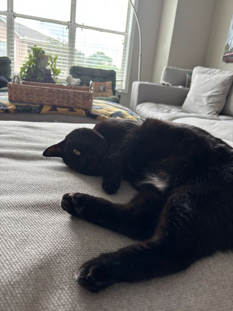A black cat laying playfully on their head