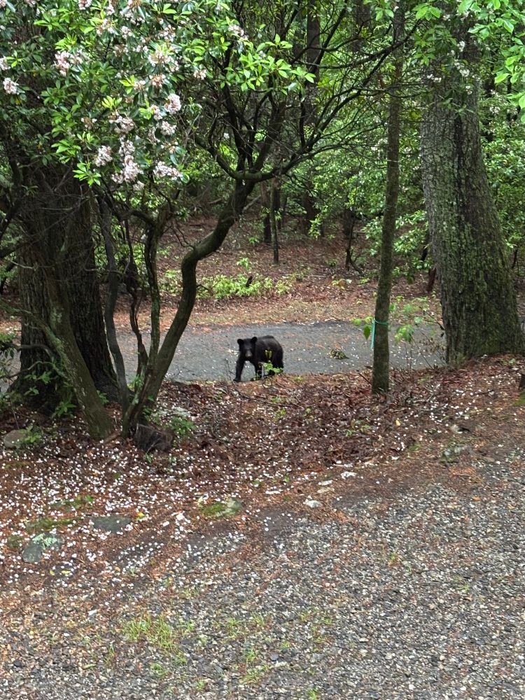 A black bear cub standing on a gravel path