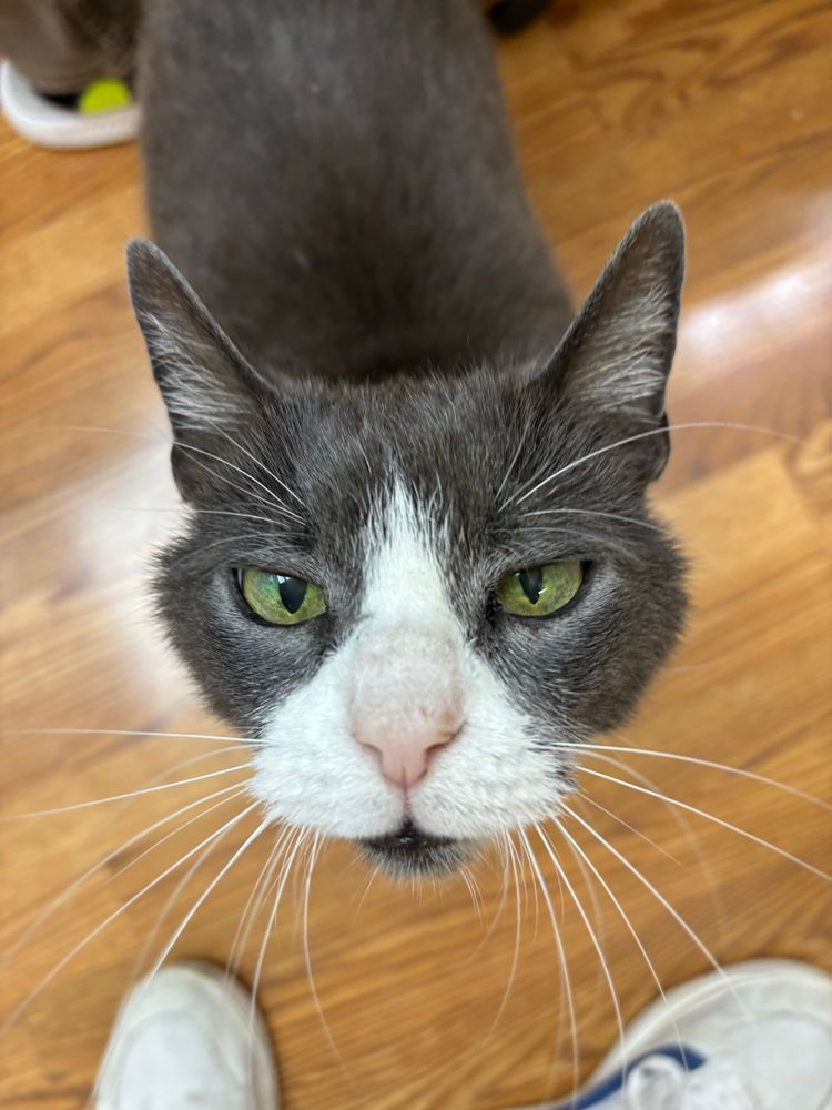 A cat sniffing the camera
