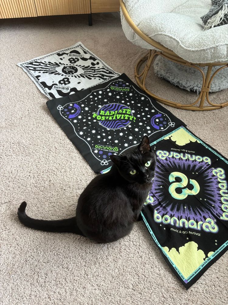 A black cat standing in front of Bonnaroo bandanas