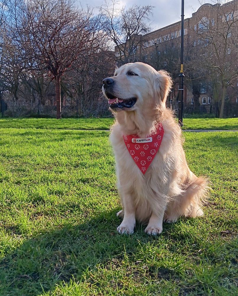 Millie the golden retriever wearing a red Carers UK bandana