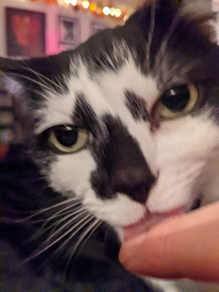 A black and white cat licking someone's finger