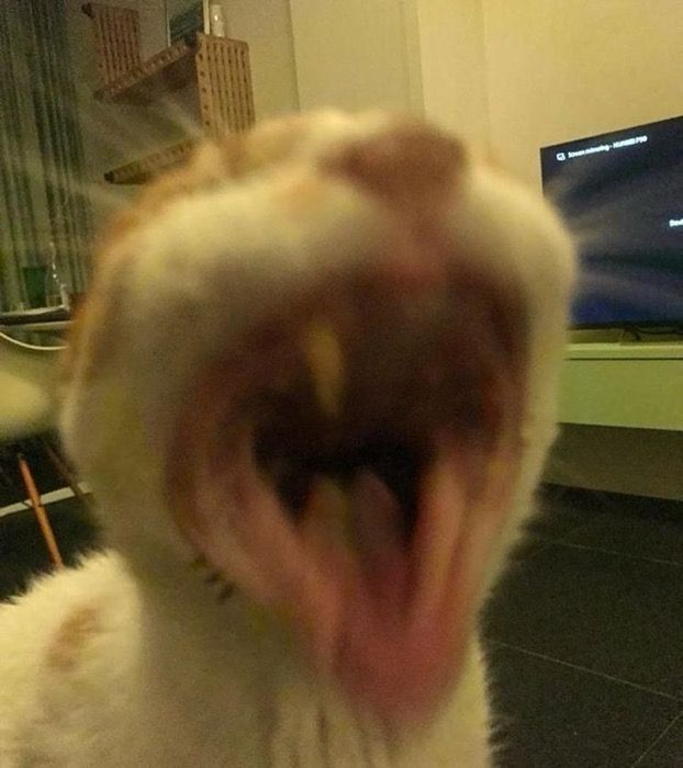 cat screaming