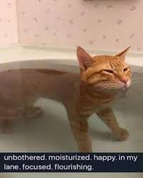 picture of an orange cat looking content in a bath with the caption "unbothered. moisturized. happy. in my lane. focused. flourishing."