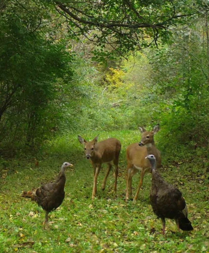 Wild turkeys and white-tailed deer are captured by a Snapshot Wisconsin trail camera in Iowa County. The animals are on a lush green path with full green foliage and trees behind and on the sides of them.