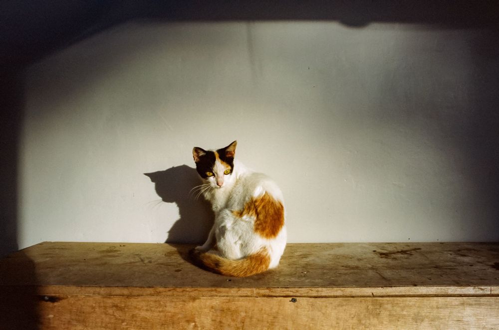 a cat in sunshine